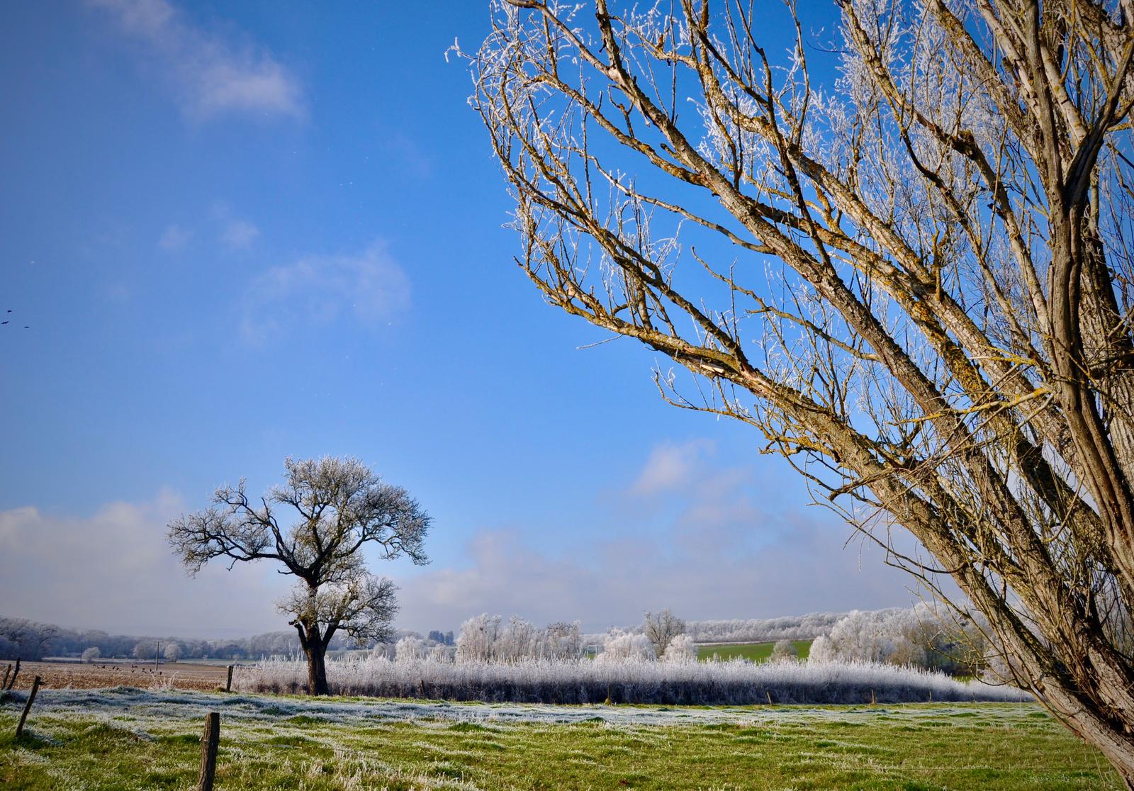 Sous le givre Janvier 2022 3