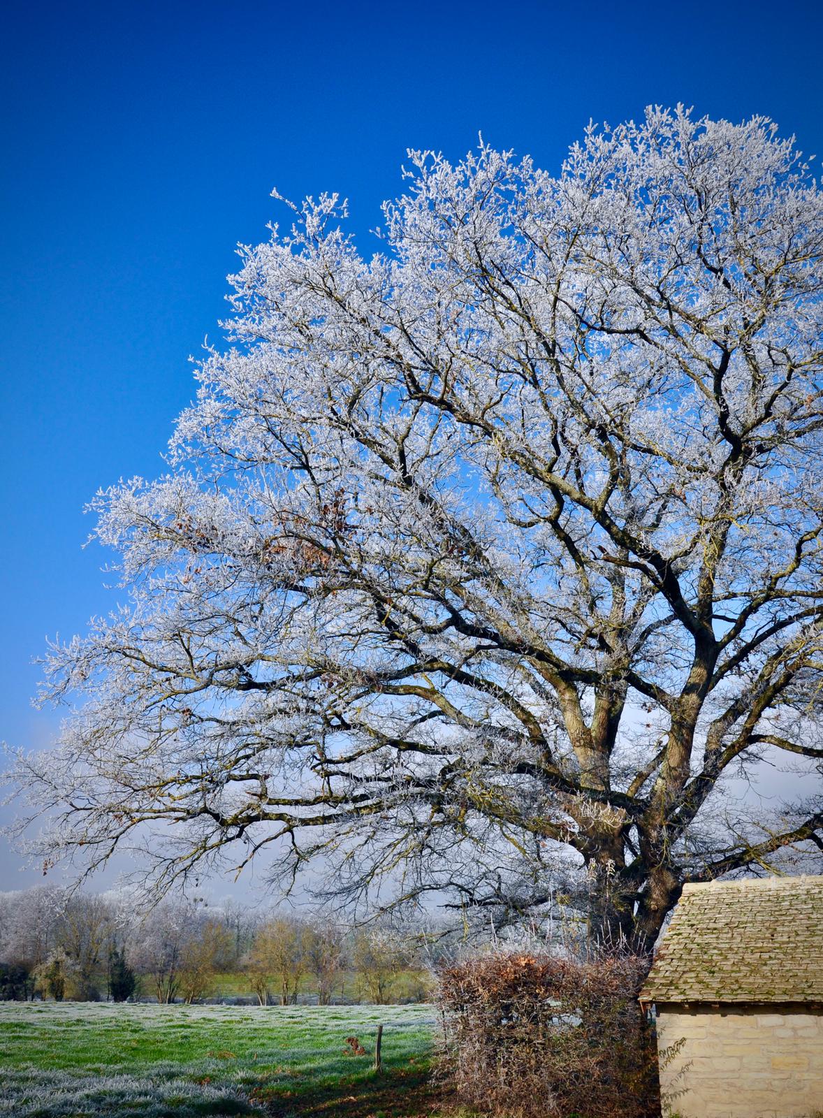 Sous le givre Janvier 2022 4