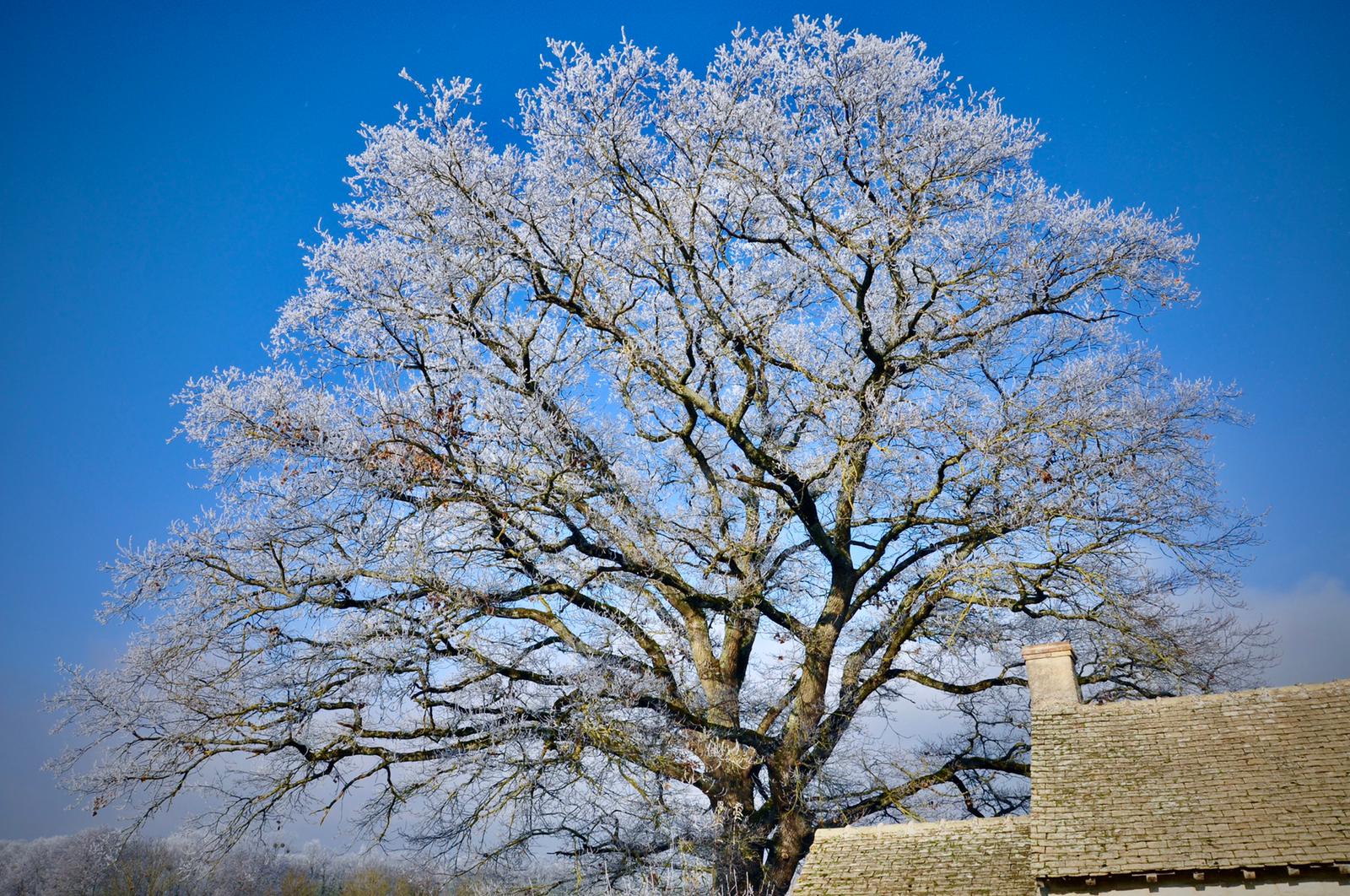 Sous le givre Janvier 2022 2