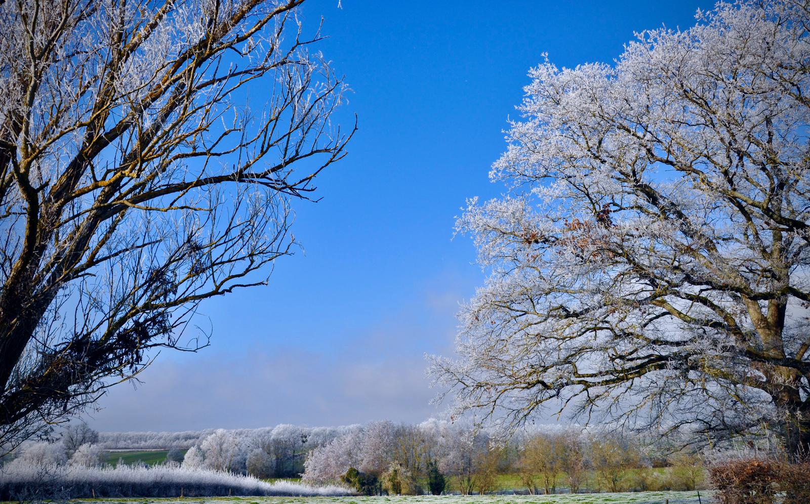 Sous le givre Janvier 2022 1